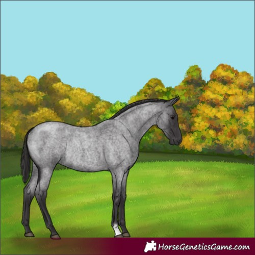 Horse Color:Smoky Blue Roan Rabicano 