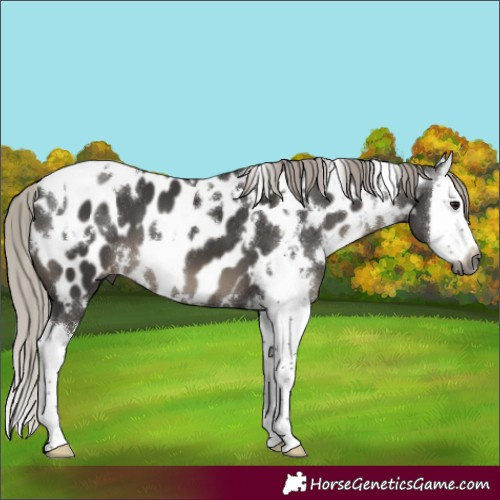 Horse Color:Gray White Spotted Silver Black Splash Appaloosa 