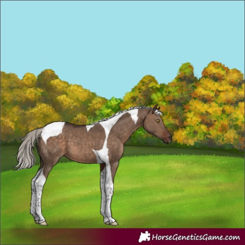 Horse Color:Silver Brown Dun Tobiano 