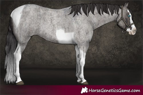 Horse Color:Smoky Grullo Roan Splash Tobiano Brindle 