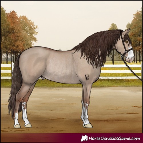 Horse Color:Classic Champagne Dun Rabicano 