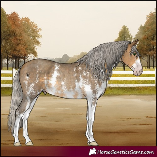 Horse Color:Gray Silver Sable Cream Champagne Sabino Rabicano