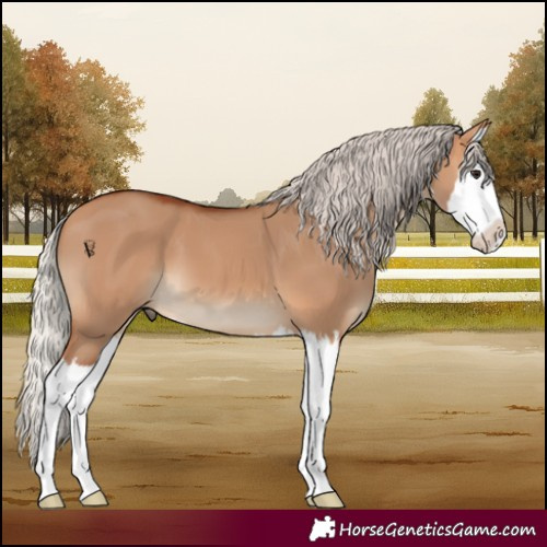 Horse Color:Silver Bay Dun Splash