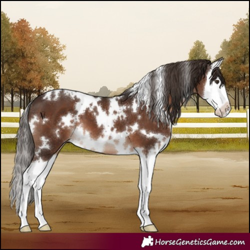 Horse Color:White Spotted Liver Chestnut Splash 