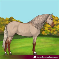 Horse Color:Red Dun 