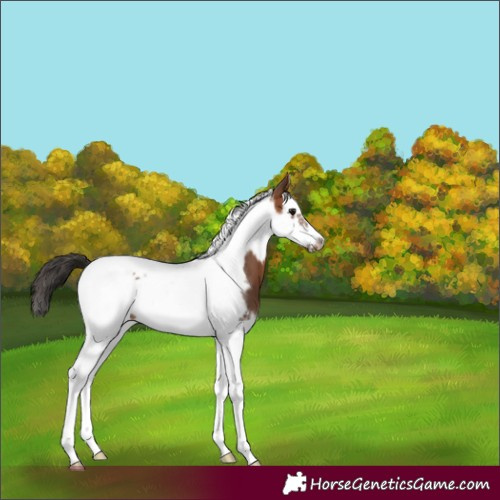 Horse Color:Bay Splash Tobiano Frame 