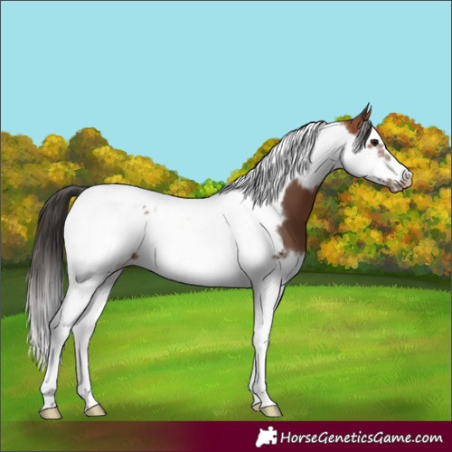 Horse Color:Bay Splash Tobiano Frame 