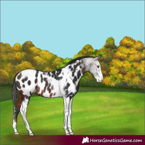 Horse Color:Brown Sabino Tobiano Near Leopard Rabicano