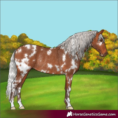 Horse Color:White Spotted Silver Bay Rabicano 