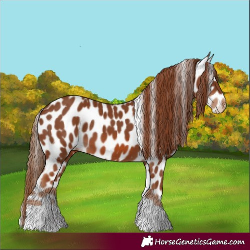 Horse Color:Chestnut Tobiano Skewed Appaloosa 