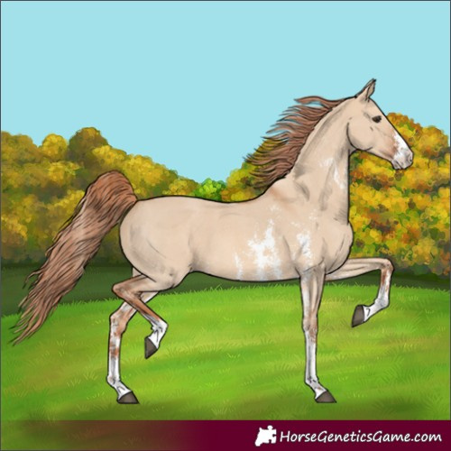 Horse Color:Red Dun Sabino 