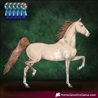 Horse Color:Red Dun Sabino