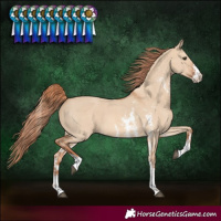 Horse Color:Red Dun Sabino