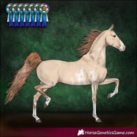 Horse Color:Red Dun Sabino