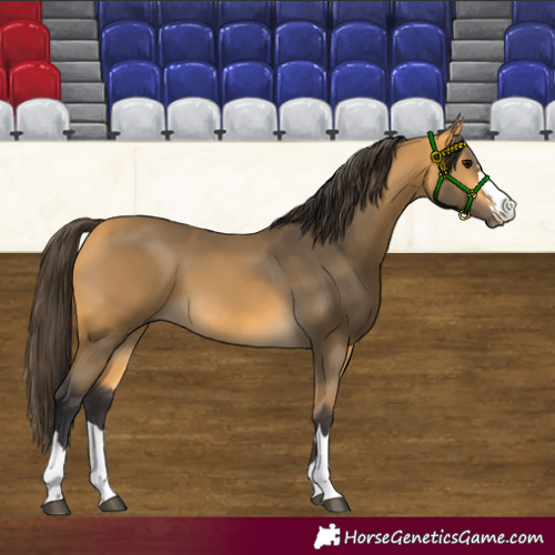 Horse Color:Buckskin 