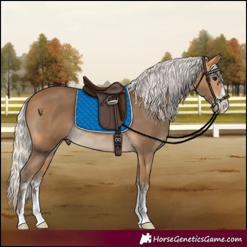 Horse Color:Silver Buckskin 
