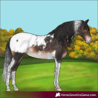 Horse Color:Brown Tobiano Snowcap