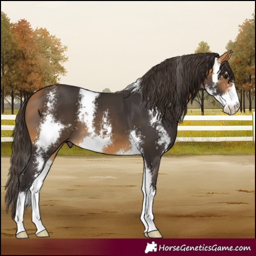 Horse Color:Buckskin Sabino 