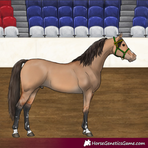 Horse Color:Bay Dun 