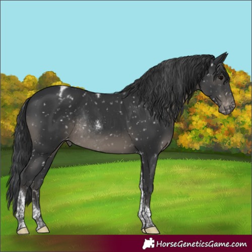 Horse Color:Black Tobiano Appaloosa Rabicano