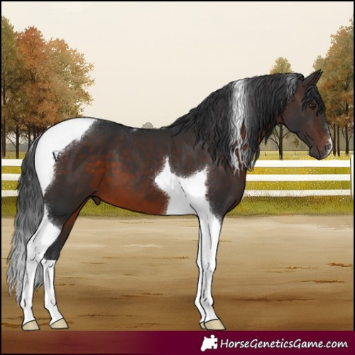 Horse Color:Brown Tobiano 