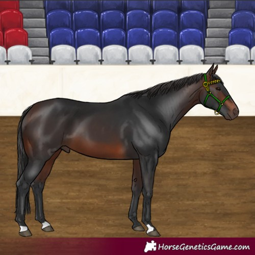 Horse Color:Brown 