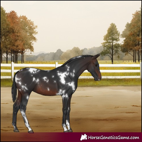 Horse Color:White Spotted Brown 