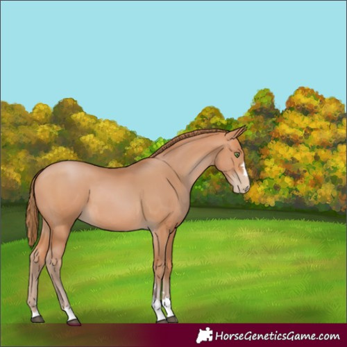 Horse Color:Bay Pearl
