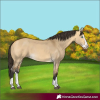 Horse Color:Buckskin Dun Splash