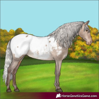Horse Color:Silver Brown Dun Snowcap Rabicano 