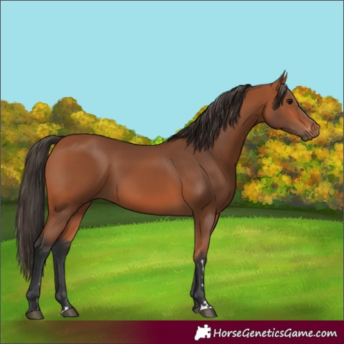 Horse Color:Bay 