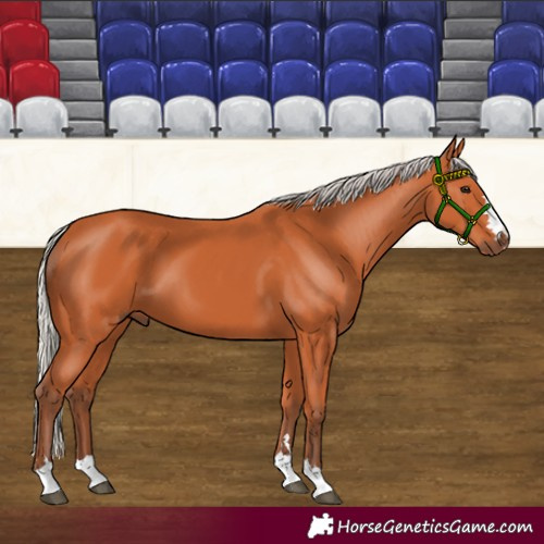 Horse Color:Silver Bay 
