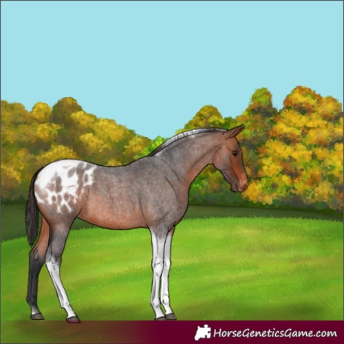 Horse Color:Bay Roan Tobiano Blanket 
