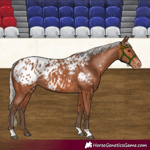 Horse Color:Silver Bay Blanket 