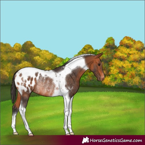Horse Color:Bay Tobiano Blanket Rabicano 