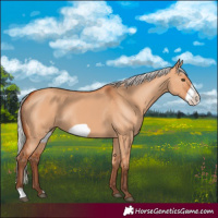 Horse Color:Silver Bay Dun Frame 