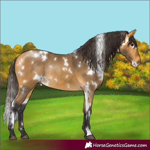 Horse Color:White Spotted Buckskin Rabicano 
