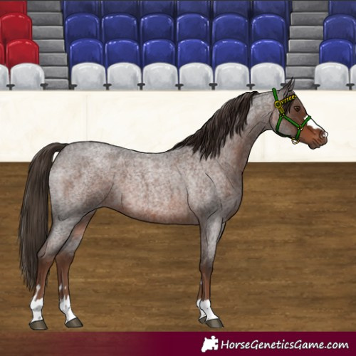 Horse Color:Liver Red Roan 
