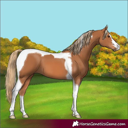 Horse Color:Chestnut Tobiano 