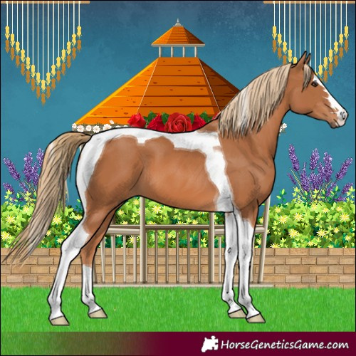 Horse Color:Chestnut Tobiano 
