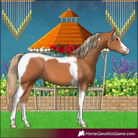 Horse Color:Chestnut Tobiano 