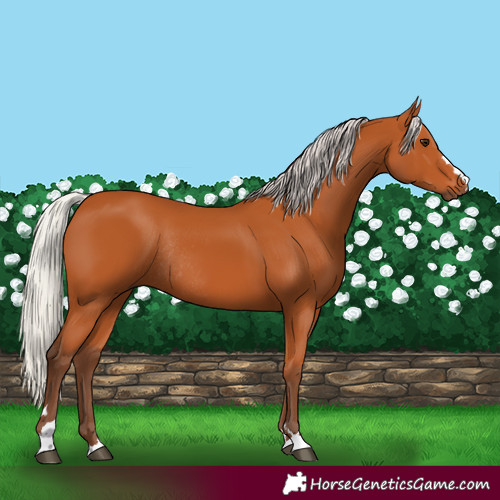 Horse Color:Silver Bay Rabicano 