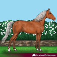 Horse Color:Silver Bay Rabicano 