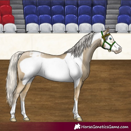 Horse Color:Silver Smoky Black Pearl Frame Varnish 