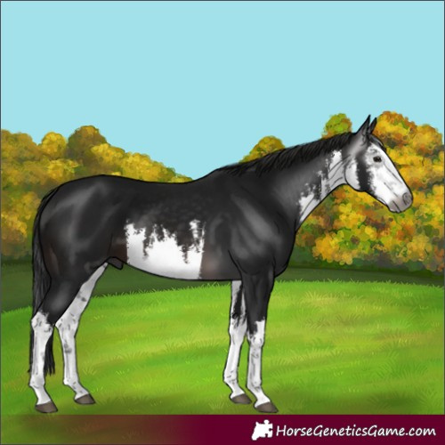 Horse Color:Gray White Spotted Brown 