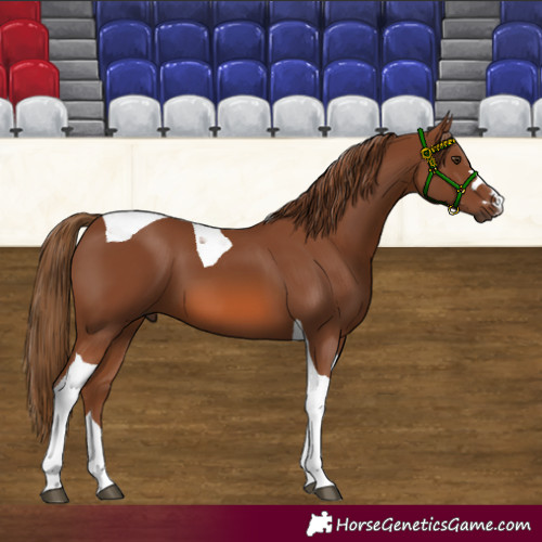 Horse Color:Chestnut Tobiano