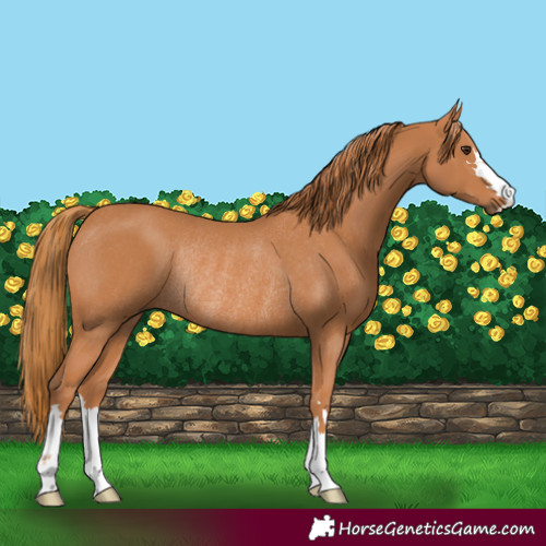 Horse Color:Chestnut Rabicano