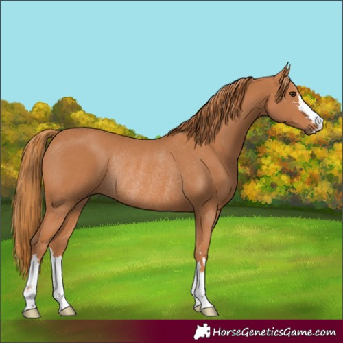 Horse Color:Chestnut Rabicano