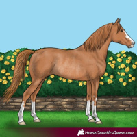 Horse Color:Chestnut Rabicano 