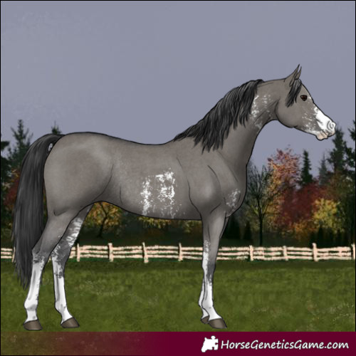 Horse Color:Grullo Sabino Rabicano 